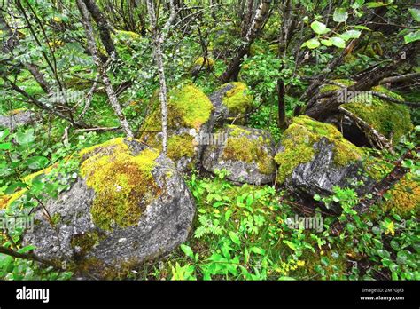 Moos Und Flechten Im Wald Norwegen Stockfotografie Alamy