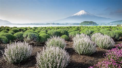 Mount Fuji With Morning Spring Flower Garden Oshi Park Kawaguchiko