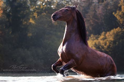 Pferde Fotografie Kunst Petra T Nzer