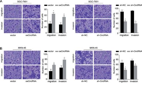 Figure From Circular Rna Hsa Circ Promotes The Progression Of