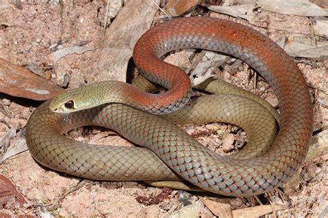 Yellow Faced Whip Snake Snake Catcher Brisbane