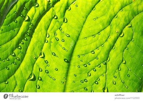 Refreshment Nature Plant A Royalty Free Stock Photo From Photocase