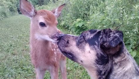 20 Pics That Show Fawns Are Only Second To Dogs In Overall Cuteness ...