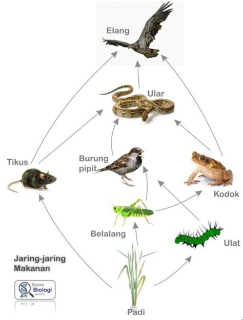 Penjelasan Lengkap Rantai Makanan And Jaring Jaring Makanan Beserta Contoh