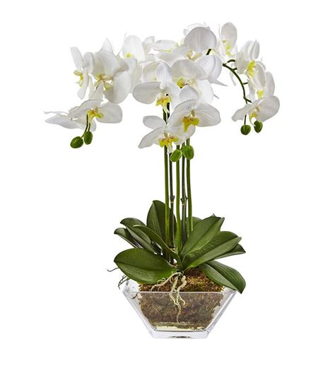 Triple Phalaenopsis Orchid In Glass Vase Marketplace 1800flowers