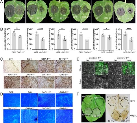 Dual‐Role GH7 Family Proteins From Verticillium dahliae Function as