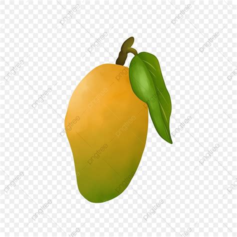 Tropical Mango Fruit Mango Tropical Fruit Yellow Fruit Png