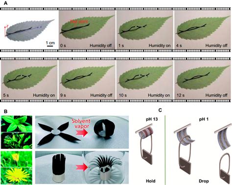 Figure From Bioinspired Stimuli Responsive Materials For Soft