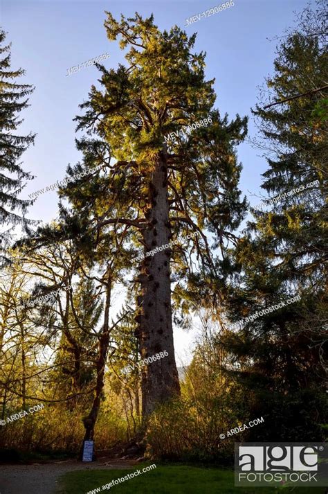 Largest Known Sitka Spruce Tree Picea Sitchensis Near Quinault Lake