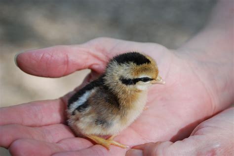 red jungle fowl | BackYard Chickens - Learn How to Raise Chickens