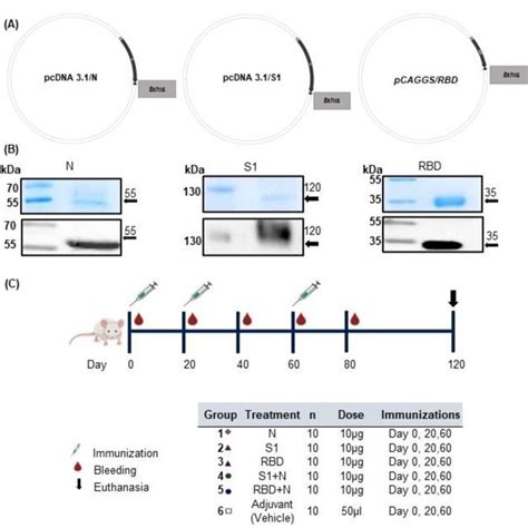 Design And Expression Of Recombinant Proteins And Immunization Scheme