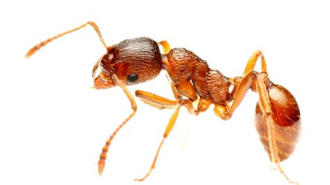 What Does A Fire Ant Look Like Fire Choices