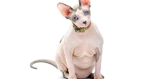 Fat sphynx cat - Breeds of Cat