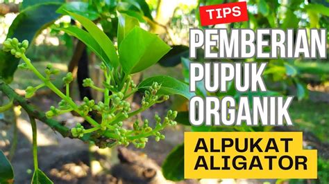 Cara Pemberian Pupuk Organik Pupuk Kandang Pada Alpukat Aligator Agar