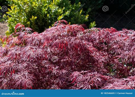 Japanese Maple Shrub In An Ornamental Garden Stock Image Image Of