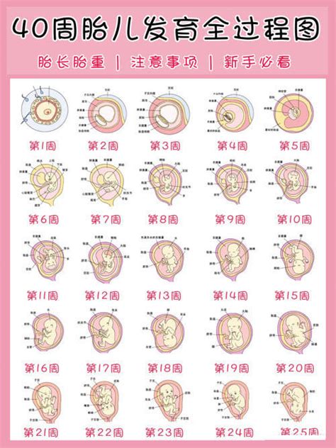 1 40周宝宝发育全图，新手妈妈快了解起来！ 搜狐大视野 搜狐新闻