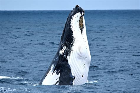 Whale Watching Cruise Fremantle Adrenaline