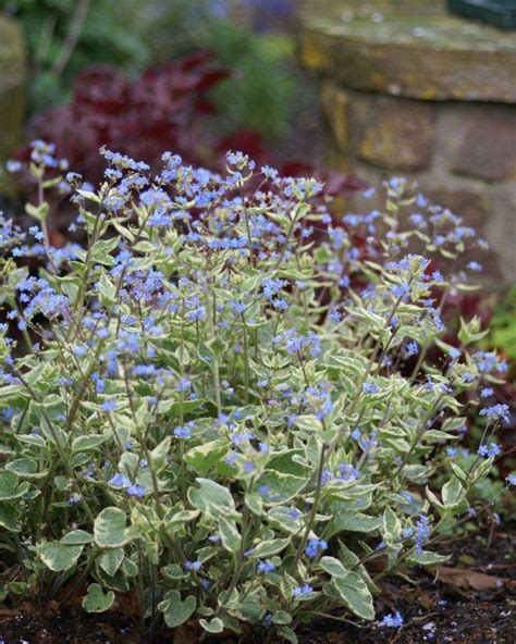 Brunnera Variegata | Verschoor Horticulture