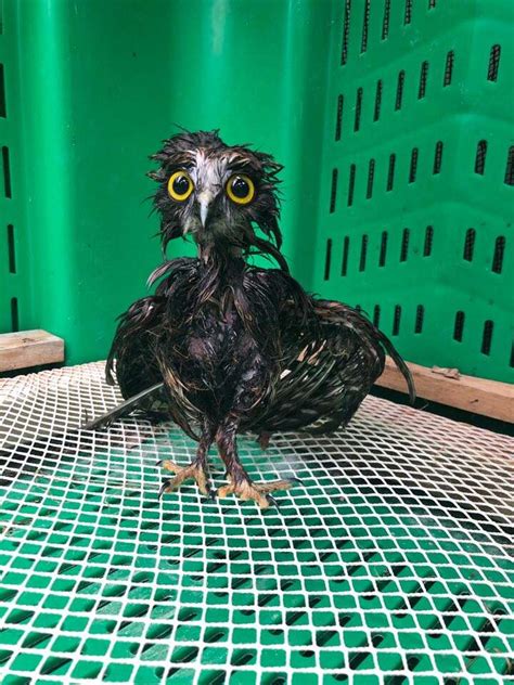 This Little Rescue Owl Needed A Bath And The Photos Are Adorable The