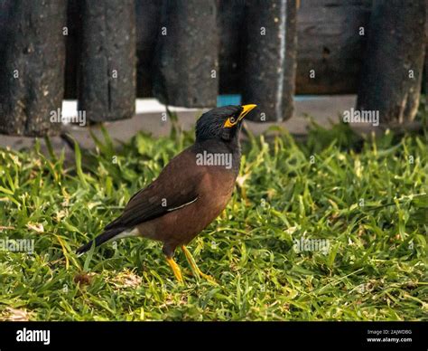 Cute Indian Mynah Hi Res Stock Photography And Images Alamy