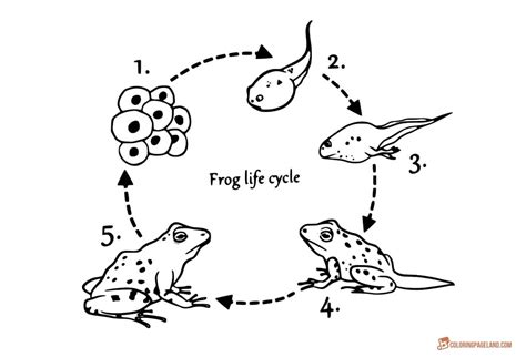 Frog Life Cycle Coloring Pages