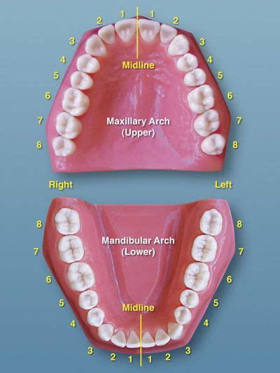 Palmer Dental Notation System Dental Naming System Urbn Dental