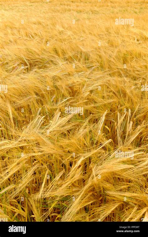 Rows Of Ripened Barley Hordeum Vulgare Growing In A Field Stock Photo