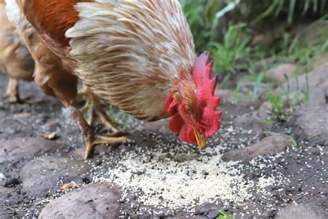 Can Chickens Eat Quinoa Is It Safe