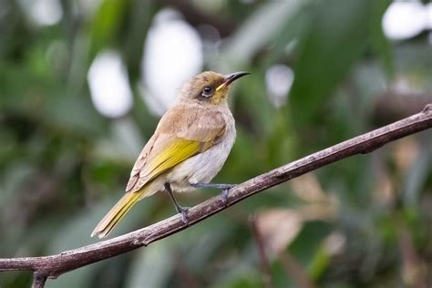 Brown Honeyeater Seen In Brisbane Skilt Flickr