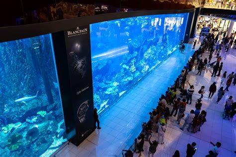 Experience Dubai Mall Aquarium And Underwater Zoo Dubai Travel Planner