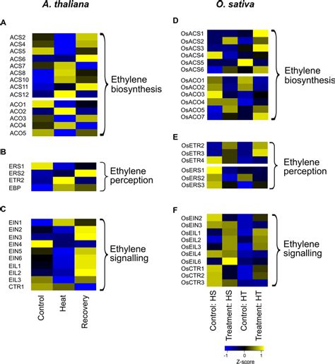 Gene Expression Fpkm Profile Of Ethylene Associated Genes From Download Scientific Diagram