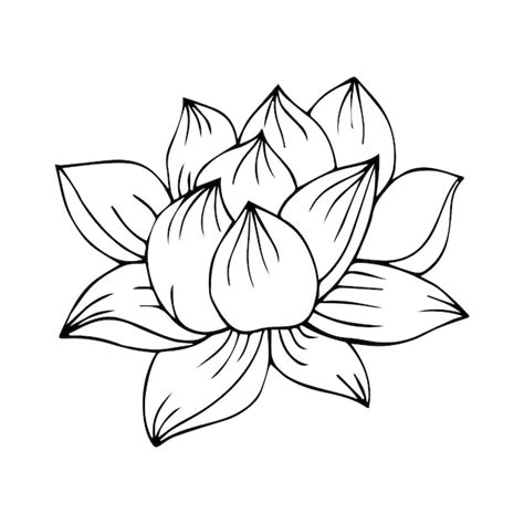 Premium Vector Hand Drawn One Lotus Flower On A White Background Large