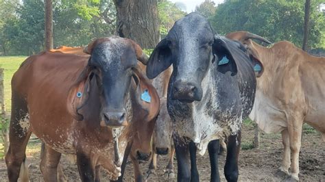 Bonitas Vacas Doble Proposito Ala Venta Comen Cuba Y Silo Cargadas La