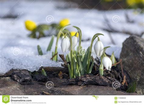 Nivalis De Galanthus Snowdrop Comum Na Flor Flores Bulbosas Da Mola