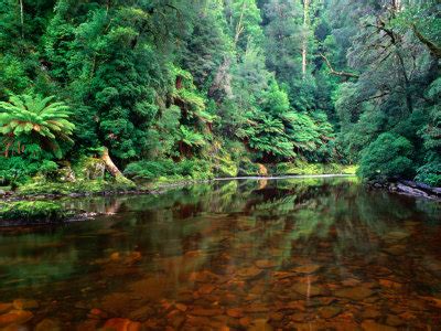 Australia - An Island Continent: Gondwana Rainforest