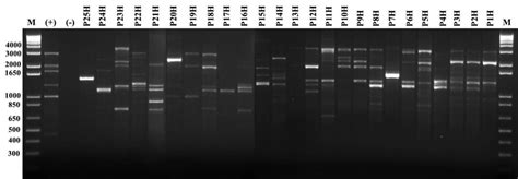 The Random Amplified Polymorphic Dna Polymerase Chain Reaction