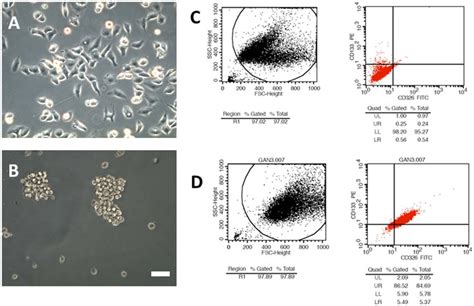 The Isolation And Identification Of A549s A A549 Cells Seen Under