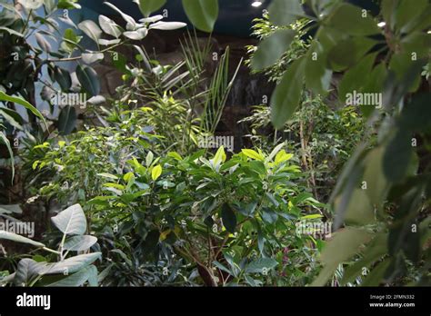 view over botanic garden with green trees - biodiversity concept Stock ...