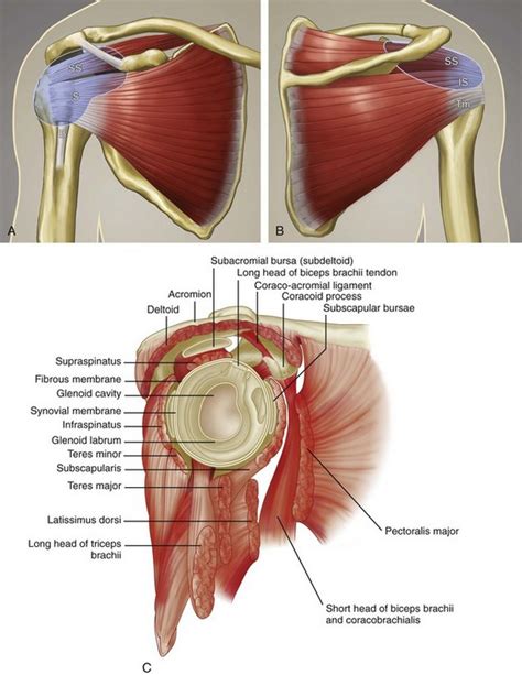 Shoulder Ultrasound Clinical Gate