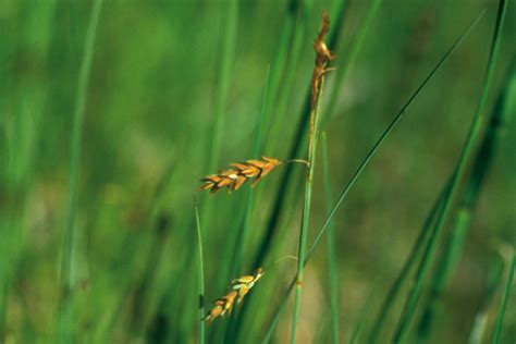 Naturschutzgebiet Eggstätt Hemhofer Seenplatte