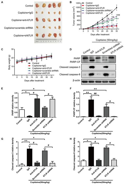 Frontiers Coptisine Induces Apoptosis In Human Hepatoma Cells Through