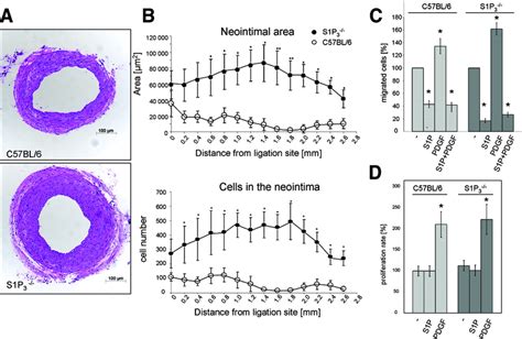 Macrophage Content Is Reduced And Smc Content Is Increased In Aortic Download Scientific