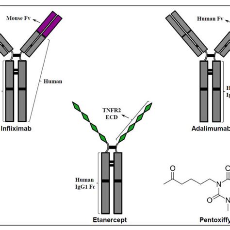 Tnf α Antagonists Clinically Used Selective Tnf α Antagonists Include Download Scientific