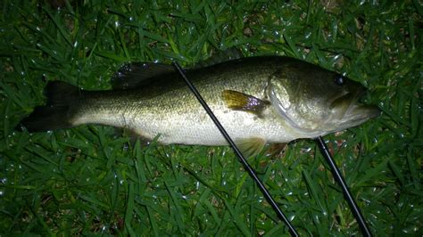 Bass Fishing At Night: How To Succeed - BassGrab