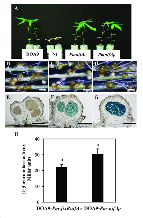 The Two NifA Genes Of Bradyrhizobium Sp DOA9 Strain Are Expressed