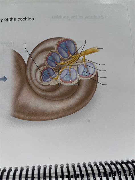 Anatomy Of The Cochlea Diagram Quizlet