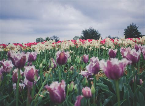 The Prettiest Tulip Farm In Texas - Passport To Eden