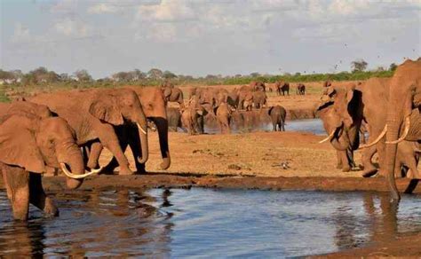 Story Behind The Enduring Legacy Of Tsavo TNX Africa