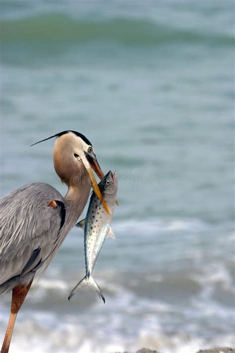 Garza De Gran Azul Con Los Pescados Imagen De Archivo Imagen De Fauna