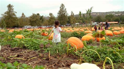 Bates Nut Farm Pumpkin Patch 2022 Califoreigners